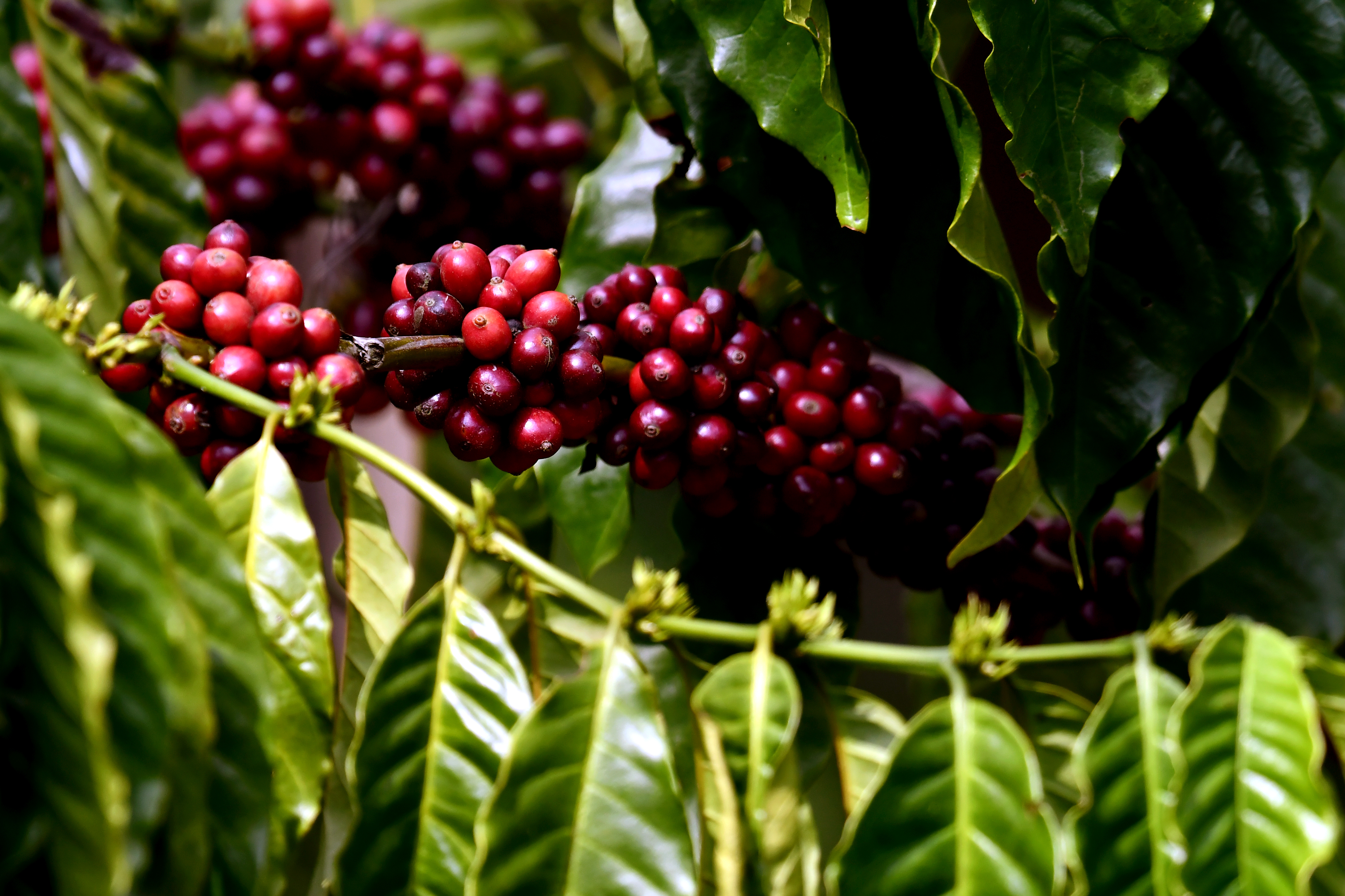 Estate Flora